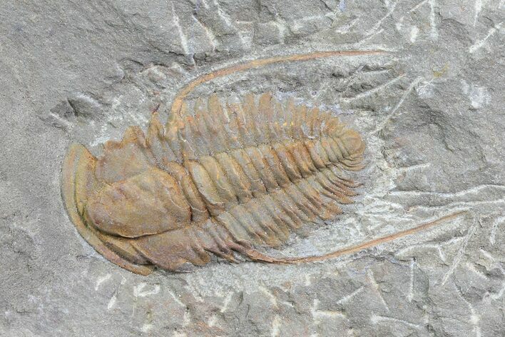 Hamatolenus vincenti Trilobite Molt - Tinjdad, Morocco #82582